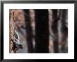 An Eastern Gray Squirrel Stops Halfway Down A Tree Trunk by Chris Johns Limited Edition Print