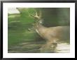 Panned View Of A White-Tailed Deer (Odocoileus Virginianus) Running by Michael Fay Limited Edition Print