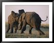 Two Elephants Butt Heads In Play by Chris Johns Limited Edition Print