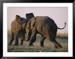 Two Elephants Butt Heads In Play by Chris Johns Limited Edition Print