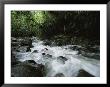 Creek Rushing Through A Woodland Setting by Tim Laman Limited Edition Pricing Art Print