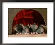 Rats At Entrance To Home by Alan And Sandy Carey Limited Edition Print