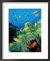 Clown Fish, Red Sea by Mark Webster Limited Edition Print