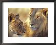 Lion And Lioness, Etosha National Park, Namibia by Chris And Monique Fallows Limited Edition Pricing Art Print