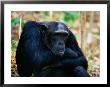 Male Chimpanzee, Pan Troglodytes by Robert Franz Limited Edition Print