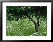 Wildflower Garden With Apple, Leucanthemum Vulgare Charleston Manor by Sunniva Harte Limited Edition Print