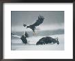 A Pair Of Stellers Sea Eagle Fighting As A Juvenile Eats by Klaus Nigge Limited Edition Print