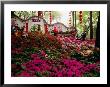 Flowers At Tiger Hill (Hu Qiu), Suzhou, Jiangsu, China by Diana Mayfield Limited Edition Print