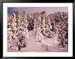 Forest Of Pencil Pine Trees In Snow Walls Of Jerusalem National Park, Tasmania, Australia by Rob Blakers Limited Edition Print