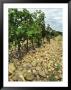Vines Of Chateau Mont-Redon, Chateauneuf-Du-Pape, Vaucluse, Provence, France by Per Karlsson Limited Edition Print