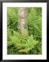 Silver Birch Trees And Ferns, Near Tromso, Norway, Scandinavia by Gary Cook Limited Edition Print