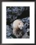 A Kermodes, Or Spirit Bear (Ursus Americanus Kermodei) by Tom Murphy Limited Edition Pricing Art Print