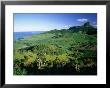 Tea Plantations, Mauritius by John Hay Limited Edition Print