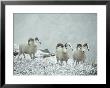Three Dalls Sheep Look Up From A Snowy Ledge by Michael S. Quinton Limited Edition Pricing Art Print
