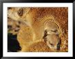Two Meerkat Pups Sleep Under The Arm Of A Baby-Sitter by Mattias Klum Limited Edition Print