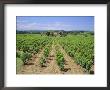 Vineyard Near Chateauneuf-Du-Pape, Provence, France, Europe by Roy Rainford Limited Edition Print