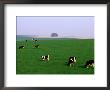 Cows Grazing On Green Fields, Avebury, Wiltshire, England by Anders Blomqvist Limited Edition Print