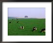 Cows Grazing On Green Fields, Avebury, Wiltshire, England by Anders Blomqvist Limited Edition Print