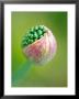 Allium Sphaerocephalon, Close-Up Of Flower Emerging From Bud by Lynn Keddie Limited Edition Print