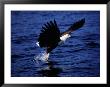 Fish Eagle (Haliaeetus Vocifer) Catching Fish In Lake, Lake Malawi National Park, Malawi by David Wall Limited Edition Print