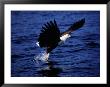 Fish Eagle (Haliaeetus Vocifer) Catching Fish In Lake, Lake Malawi National Park, Malawi by David Wall Limited Edition Pricing Art Print