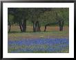 Texas Blue Bonnets And Oak Trees, Nixon, Texas, Usa by Darrell Gulin Limited Edition Print