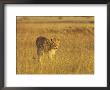 Lioness (Panthera Leo) Walking Through Tall Grass, Masai Mara National Reserve, Kenya by James Hager Limited Edition Print