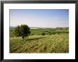 Ivinghoe Beacon From The Ridgeway Path, Chiltern Hills, Buckinghamshire, England by David Hughes Limited Edition Print