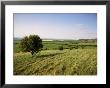 Ivinghoe Beacon From The Ridgeway Path, Chiltern Hills, Buckinghamshire, England by David Hughes Limited Edition Pricing Art Print