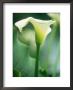 Arum Lily by Georgia Glynn-Smith Limited Edition Pricing Art Print