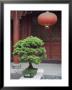 Bonsai Tree And Red Lantern And Buddhist Temple In Jingzhou, China by David Evans Limited Edition Pricing Art Print