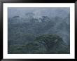 Mist Rises From A Rain Forest, Costa Rica by Michael Melford Limited Edition Print