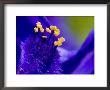 Close View Of The Stamen Of A Blue Flower by Todd Gipstein Limited Edition Print