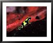 Green And Black Poison Dart Frog In Tropical South And Central America by Charles Sleicher Limited Edition Pricing Art Print
