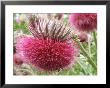 Carduus Theomeri (Thistle) Close-Up Of Flower by Linda Burgess Limited Edition Print