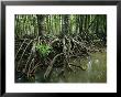 Detail Of Mangrove Roots At The Waters Edge by Tim Laman Limited Edition Print