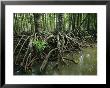 Detail Of Mangrove Roots At The Waters Edge by Tim Laman Limited Edition Print