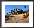 Woman And Cow On Beach, Anjuna Flea Market, Anjuna, India by Peter Ptschelinzew Limited Edition Print