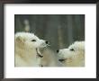 Arctic Fox, Alopex Lagopus Pair Playing In Winter Alaska by Alan And Sandy Carey Limited Edition Print