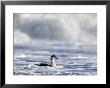 Eider, Male In Rough Seas, Northumberland by David Tipling Limited Edition Pricing Art Print