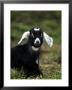 Billy Goat by Mark Hamblin Limited Edition Print