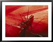 Solitary Red Ant by Bill Curtsinger Limited Edition Print
