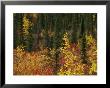 Birch Trees Are Yellowed By The Autumn Season by Raymond Gehman Limited Edition Print