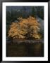 Autumn Foliage Decorates A Tree In Yosemite by Marc Moritsch Limited Edition Print