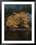 Autumn Foliage Decorates A Tree In Yosemite by Marc Moritsch Limited Edition Pricing Art Print