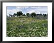 Flowering Meadow With Quercus Ilex, Extremadura, Spain by Olaf Broders Limited Edition Print