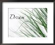 Dream: Reeds by Nicole Katano Limited Edition Print