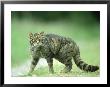 Scottish Wildcat, Felis Sylvestris, Male, June Highlands, Scotland by Mark Hamblin Limited Edition Pricing Art Print