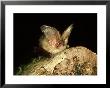 Brown Long-Eared Bat, England, Uk by Les Stocker Limited Edition Print