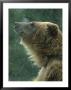 Grizzly Bear, Portrait, Usa by Mark Hamblin Limited Edition Print